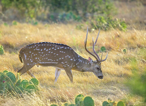 How to hunt axis deer texas