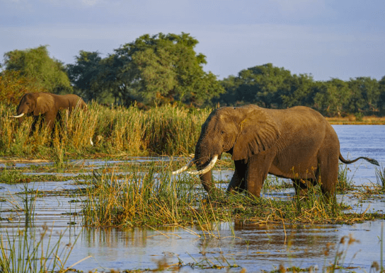 Best Zimbabwe Safari Destinations